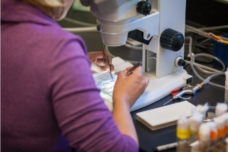 Researcher using microscope